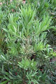Image result for Podocarpus latifolius