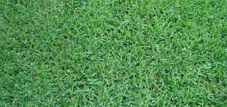 Raleigh St Augustine The Grass Outlet Green Grass Background Grass Patch Grass Wallpaper