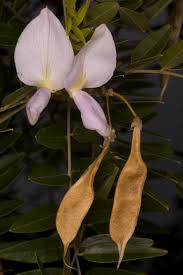 Image result for Mundulea