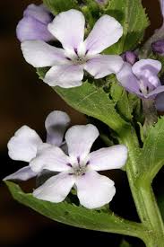 Image result for Teedia lucida