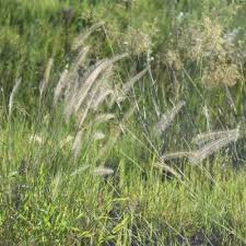 Image result for Perotis patens