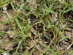 Image result for Eragrostis habrantha