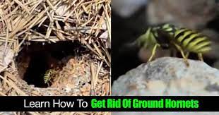 While they have their uses, they are considered it is necessary to remove wasp nests that are close to the entrance of the house or on trees in children's parks. Learn How To Get Rid Of Ground Hornets Details