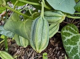 Image result for Aristolochia albida