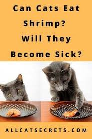 Cats can also eat cooked shrimp. Can Cats Eat Shrimp Will They Become Sick Cats Cats And Kittens Cat Lovers