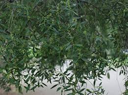 Image result for Maytenus chasei