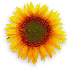 Image result for free image flowers