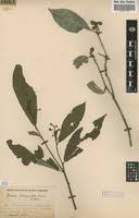 Image result for Rinorea brachypetala