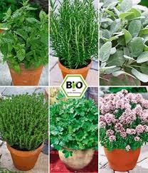 Hab da mal ne frage, vielleicht kennt sich ja hier jemand mit kräutern aus dem eigenen garten aus. Salbei Richtig Schneiden Pflanzen Und Trocknen Baldur Garten