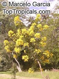 Image result for Senna bicapsularis