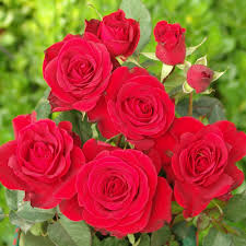 Перевод слова rose, американское и британское произношение, транскрипция, словосочетания, однокоренные слова, примеры использования. Rooibos Rose Ludwig S Roses