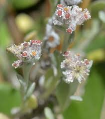 Image result for Vellereophyton dealbatum