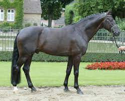 Maybe you would like to learn more about one of these? Sandro Bedo Hengst Landgestut Warendorf Nrw