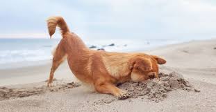 Keeping your best friends safe & comfortable. 20 Dog Friendly New Jersey Beaches To Visit