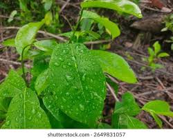 Image result for Gnetaceae