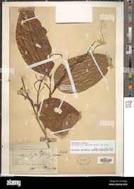 Image result for Anisophyllea