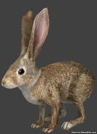 Rabbit 3d Model Obj 3d Model Rabbit Animals
