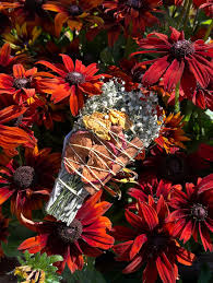 Image result for Lessertia macrostachya