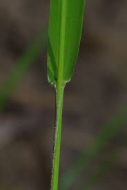 Image result for Steinchisma laxum