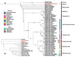 Image result for Triceratella drummondii