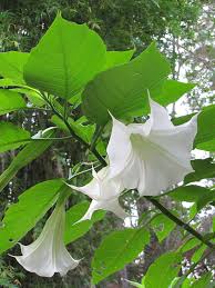 Image result for Brugmansia