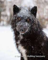 3 108 Curtidas 16 Comentarios Yamnuska Wolfdog Sanctuary Yamnuskawdsanct No Instagram Enzo Enjoying A Typical Ca Wolf Dog Dog Cold Dog Boarding Near Me