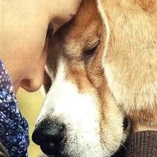 Maybe you would like to learn more about one of these? Best Friends Pet Crematory Home Facebook