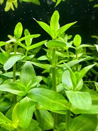 Image result for Bacopa
