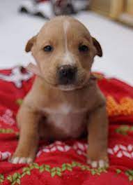 Maybe you would like to learn more about one of these? Bridgeport Ct Golden Retriever Meet Perdita A Pet For Adoption