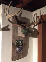 Mounted antler jewelry holder real deer turquoiseowldesign. Diy Antler Mounts The Huntingpa Com Outdoor Community