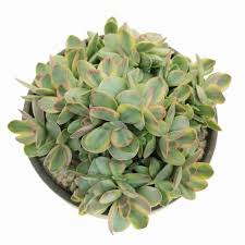 Image result for Crassula granvikii
