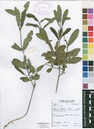 Image result for Pavetta cataractarum