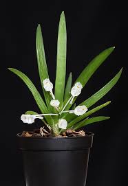 Image result for Podangis dactyloceras