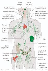 Das ist die vorschau auf unser tutorial über die einführung in das lymphsystem. Wirkung Auf Den Lymphfluss Taping Online Kurse