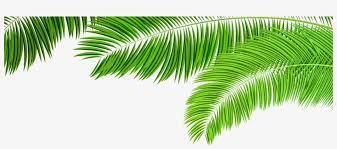 The scientific name for this tropical tree is ptychosperma cunninghamiana. Branches Decoration Clip Art Clip Art Palm Tree Leaves 8000x3252 Png Download Pngkit