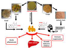 Aflatoxin M1 Wikipedia