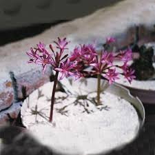 Image result for Brunsvigia