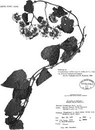 Image result for Mikaniopsis