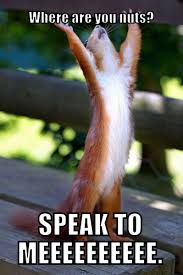 Pin By Cool Kid 123 On Meme S Funny Animals Animals Animal Memes