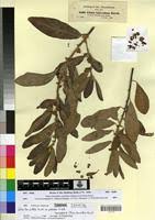 Image result for Clutia robusta