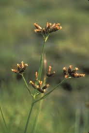 Image result for Rhynchospora rugosa