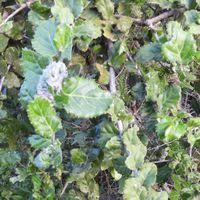 Image result for Mystroxylon