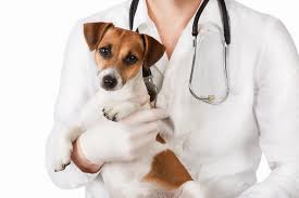 Maybe you would like to learn more about one of these? Pet Wellness Clinics