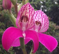 Image result for Dissotis speciosa