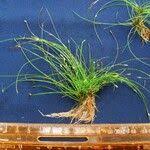 Image result for Eleocharis retroflexa