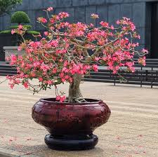 Watering is the most important part of looking after a bonsai. 75 Flowering Bonsai Trees