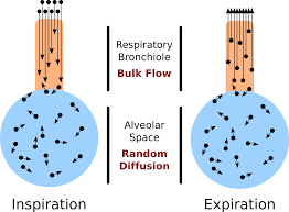Alveolar Air Composition Pathway Medicine
