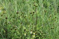 Image result for Porphyrostemma grantii