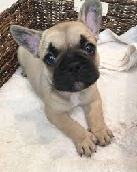 All english bulldog puppy photos and videos on this website are puppies bred by brenglora bulldogs. Cute French Bulldog Puppies Youtube Crazypurplemama