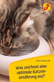 katzenernahrung richtig und leicht gemacht katzen ernahrung katzen katzen futter